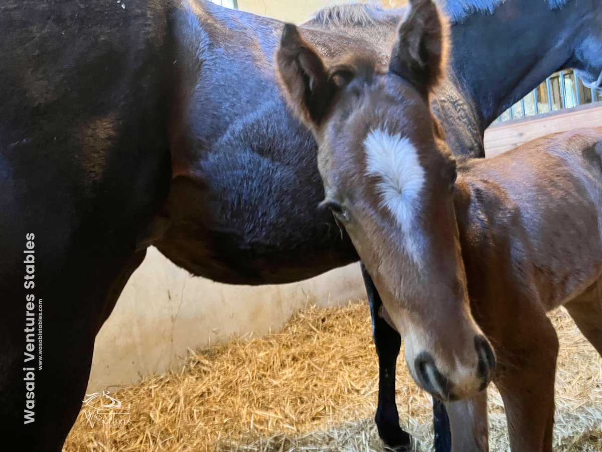 'Doublemint' is ready to greet the world! He is our 18th @WasabiStables foal for 2024 and a Midshipman colt o/o Desert Rendezvous. 🍬💚🧡🐴 #foalingseason #MDbred