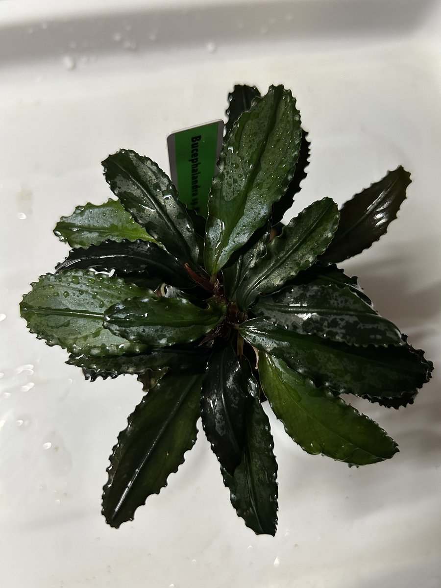 Bucephalandra sp. Black Leaf
この黒さと鋸歯がたまらんよ
カッコよすぎ( ◠‿◠ )