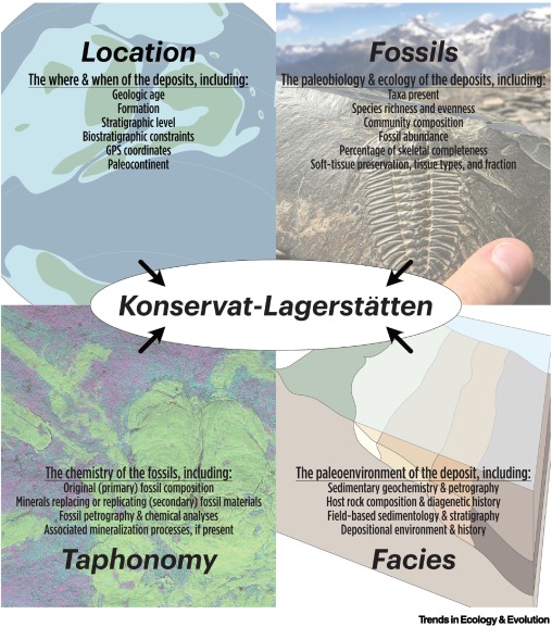 Online now: A modern definition of Fossil-Lagerstätten dlvr.it/T631ld