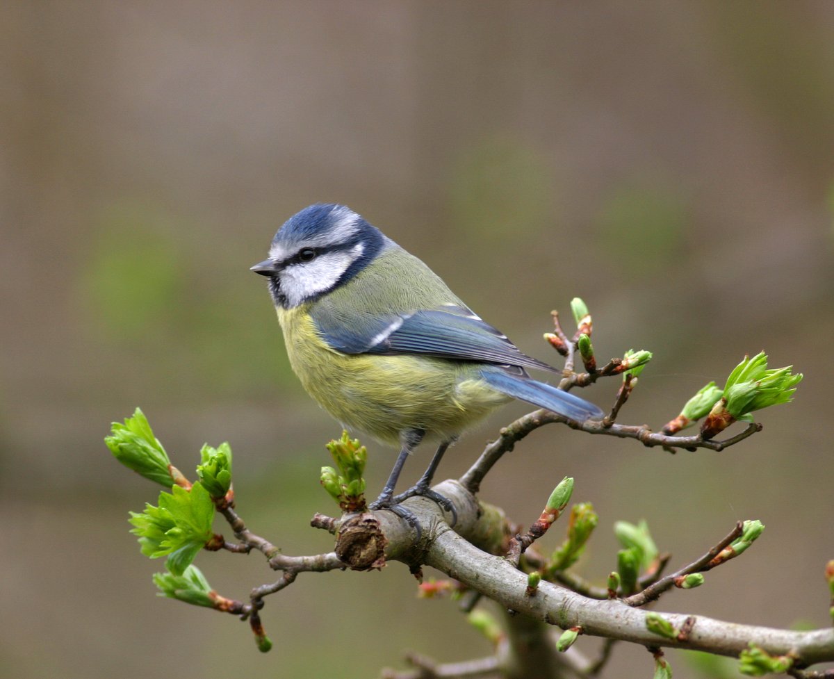 Take a read of BTO Regional Representative Gordon’s brilliant blog about his experience taking part in Big Bird Race with the BTO Youth team, supporting university students & exchanging knowledge 👉 bit.ly/3UhlUzN #IntergenerationalWeek 📷 Blue Tit © Allan Drewitt/BTO
