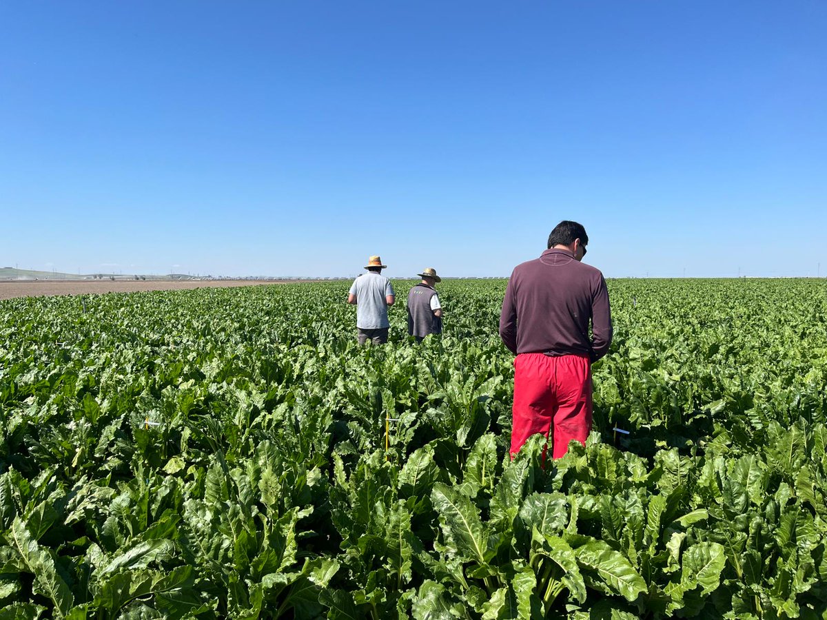 Nuestro la técnicos han estado estos días visitando campos de ensayo en el sur donde analizamos la evolución y la resistencia a enfermedades y plagas de diferentes variedades de <a href="/remolacha/">remo</a> azucarera