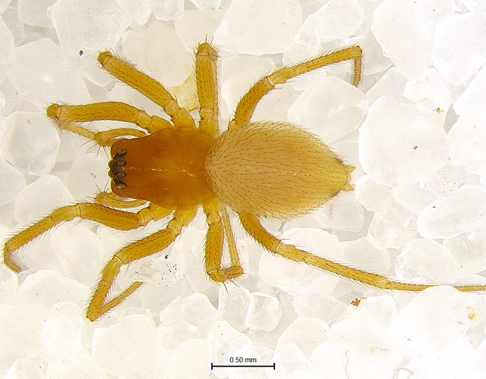 Meet Masoncus pogonophilus (Linyphiidae), a myrmecophilic spider (one that loves living with ants). This spider lives in nests of the ant, Pogonomyrmex badius, and feeds on Collembola (springtails) within the nest. Not much is known about how it disguises itself from the ants.