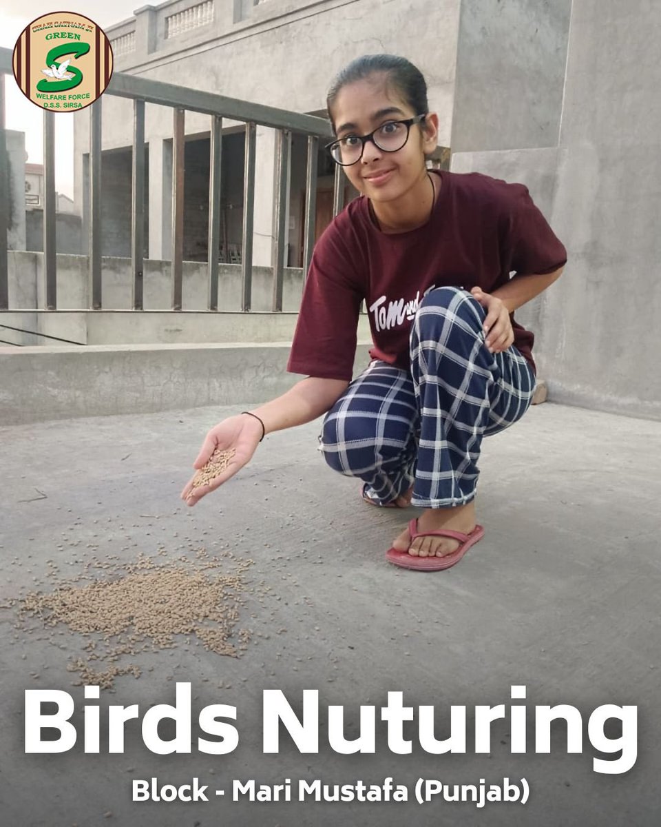 Nurturing our feathered friends with love and care! Shah Satnam Ji Green 'S' Welfare Force Wing volunteers are taking meaningful steps to support birds this summer. By placing bird baths in shaded areas and providing water and feed regularly, they're creating a haven for not just…