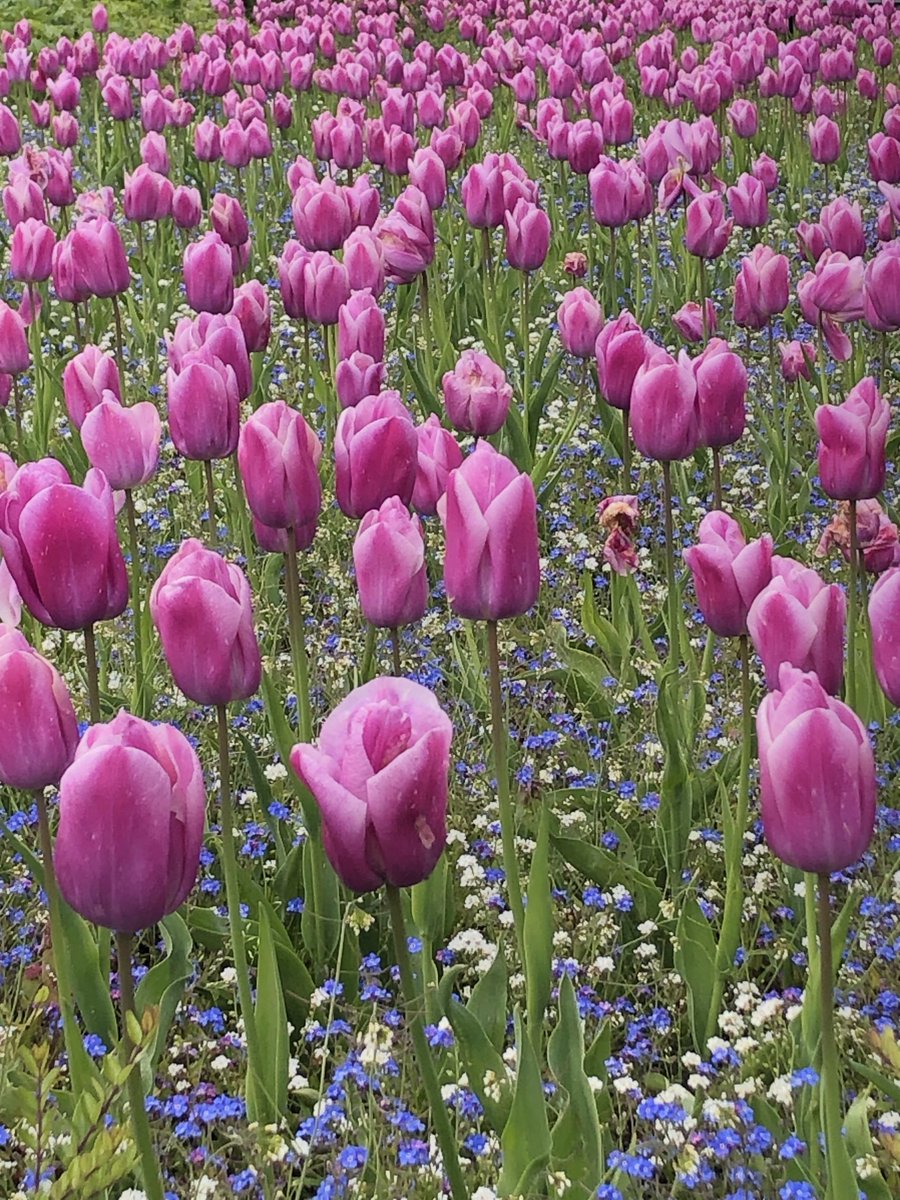 Just walked through my local town park! Tulips looking gorgeous 🩷 #FridayPink 🩷