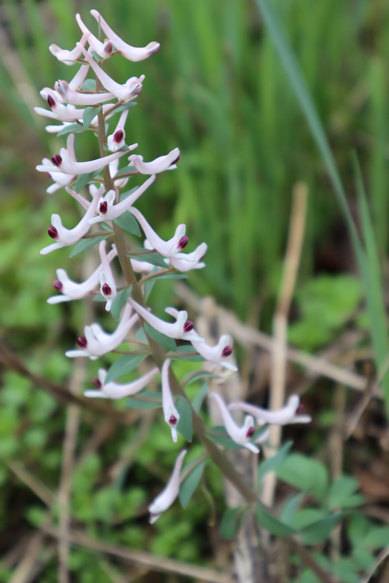 26/4/24- Day 7 of @AlpineGardenSoc tour to Kazakhstan. Wonderful array of plants found in Aksu-Zhabagly Nature Reserve. 1) Gymnopermium albertii, 2)Fritillaria stenanthera, 3) Fritillaria sewerzowii, 4) Corydalis ruksansii