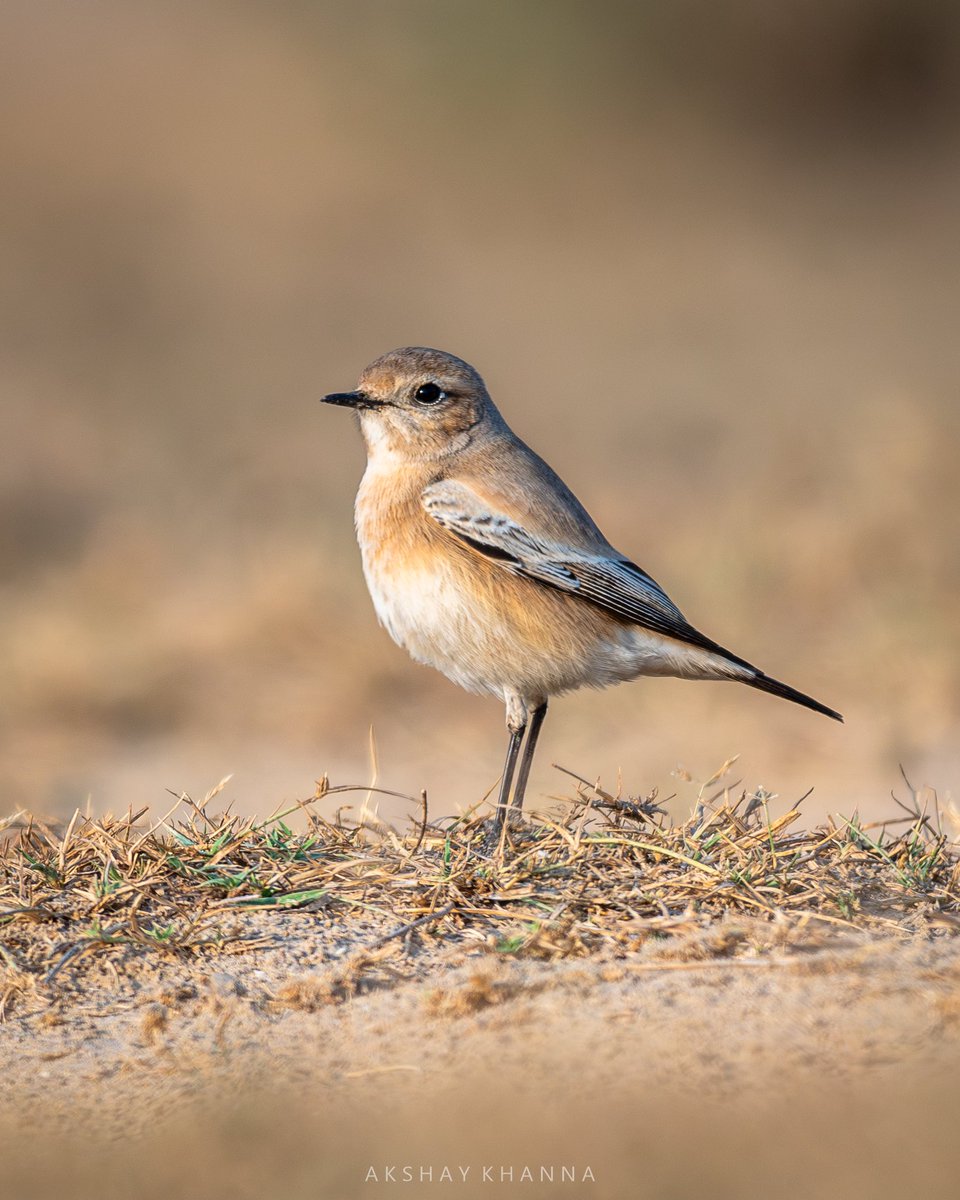 Desert #Wheatear. 📍Tal Chhapar, #Rajasthan #Nikon D7500 Nikkor 200-500mm #BBCWildlifePOTD #natgeoindia #ThePhotoHour #lensonwildlife #birdphotography #birdsofindia #wildlifephotography #birdwatching #POTD #BirdsOfTwitter #birds #talchhapar