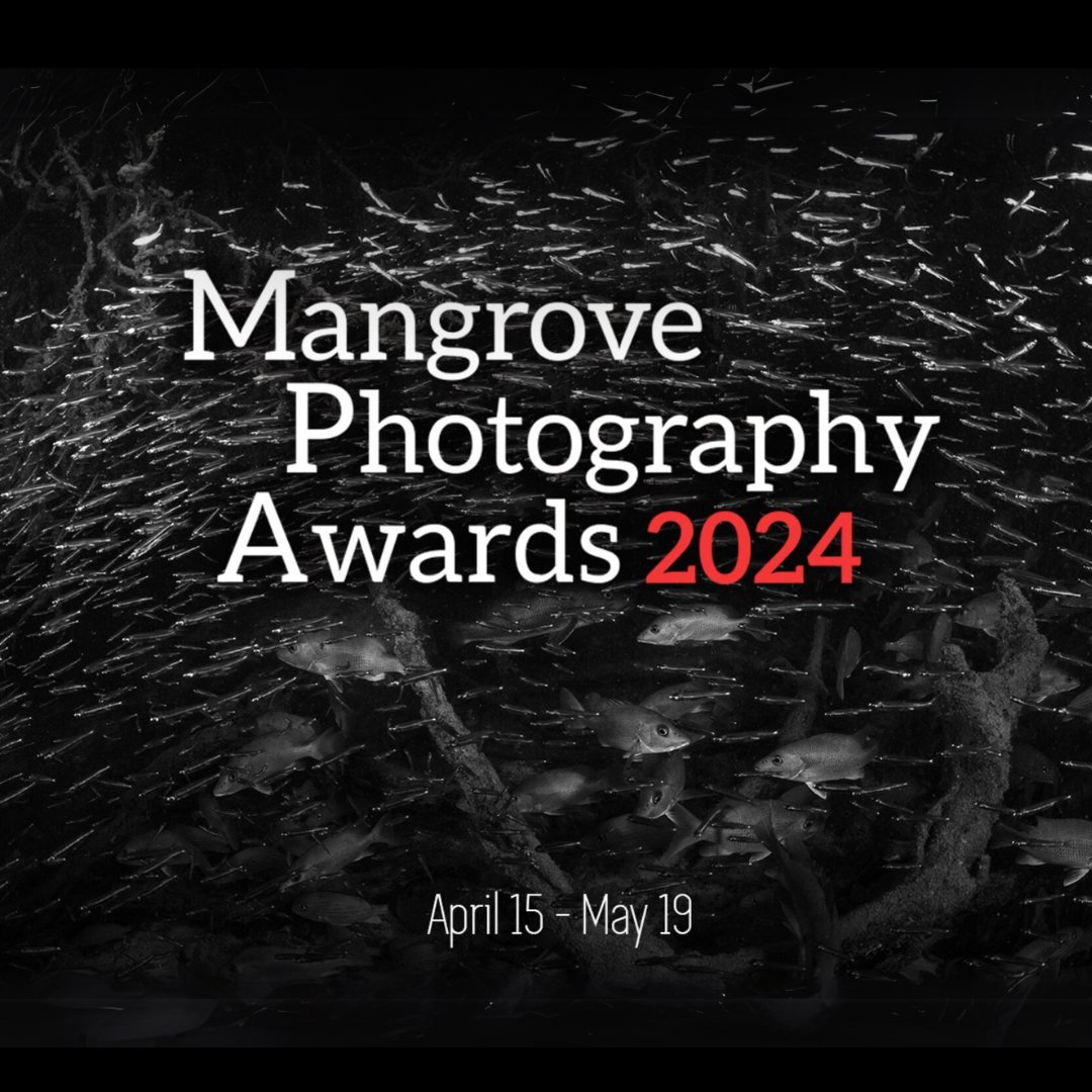 The Mangrove Photography Awards 2024 is open for entries. Submit your best images to highlight the beauty and fragility of mangrove ecosystems and inspire conservation actions around the globe! decadeonrestoration.org/mangrove-photo…