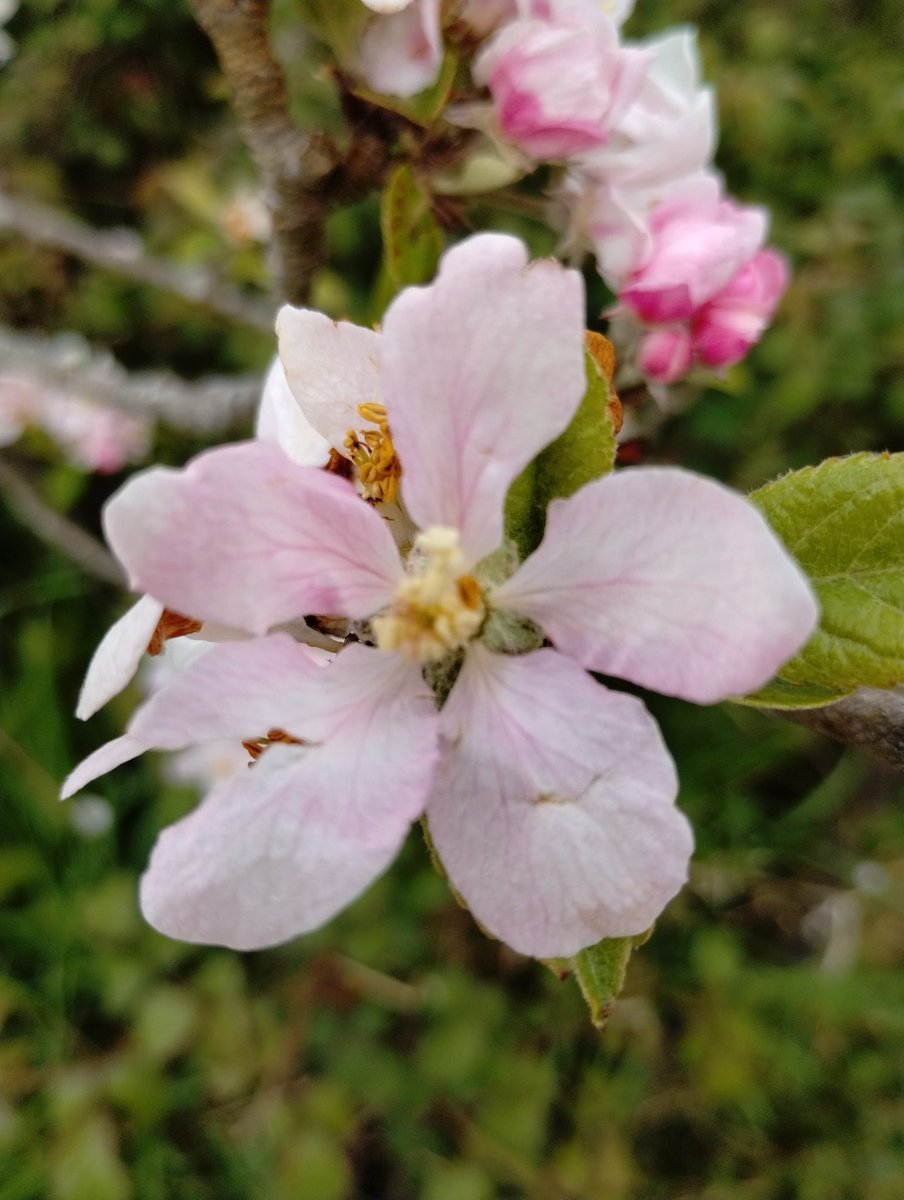 It's that time of year again! So lovely to see the blossom in our orchards today. Now all we need is a bit of sun and warmth!