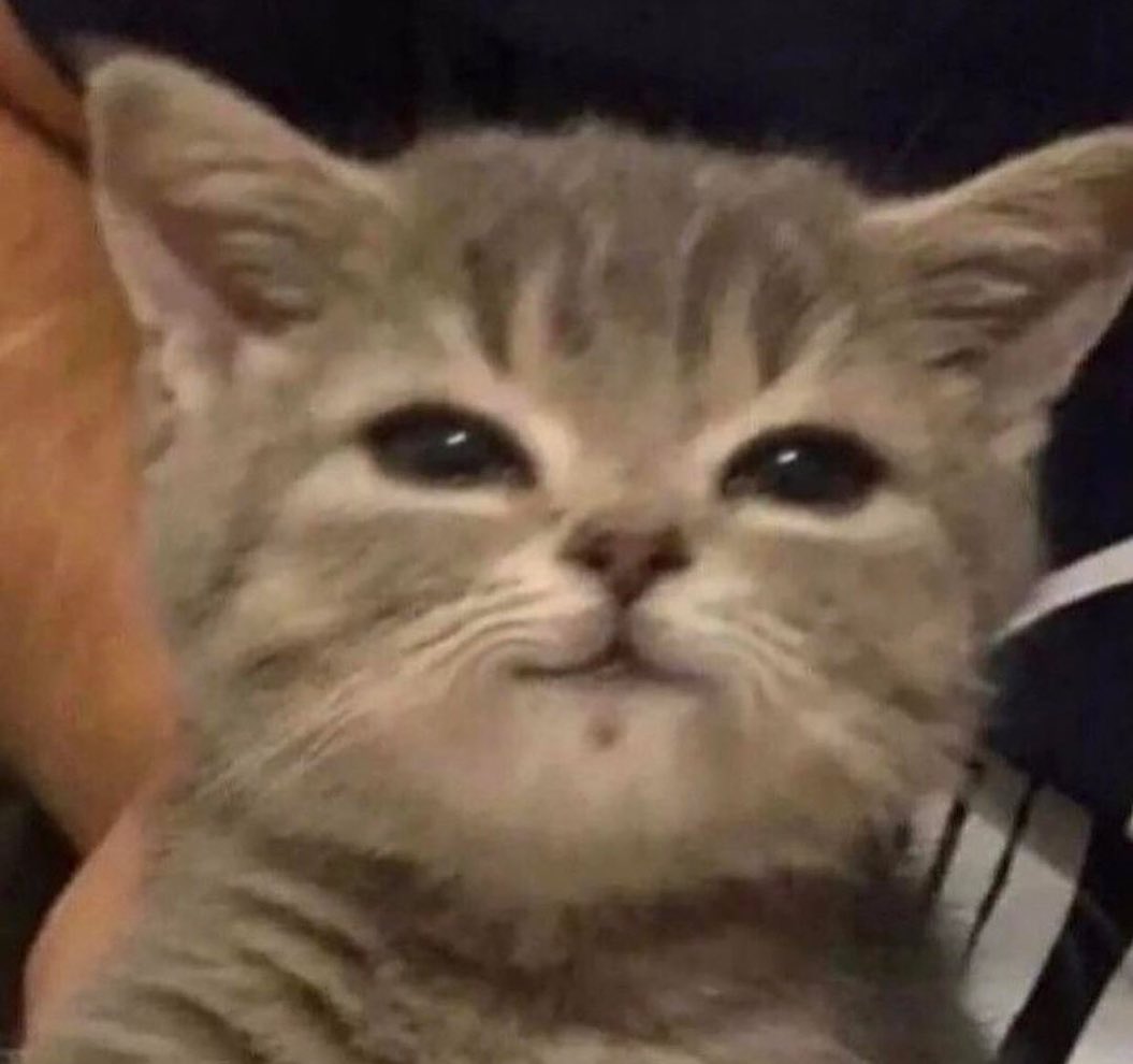 Punch Cat (@punchingcat) on Twitter photo 