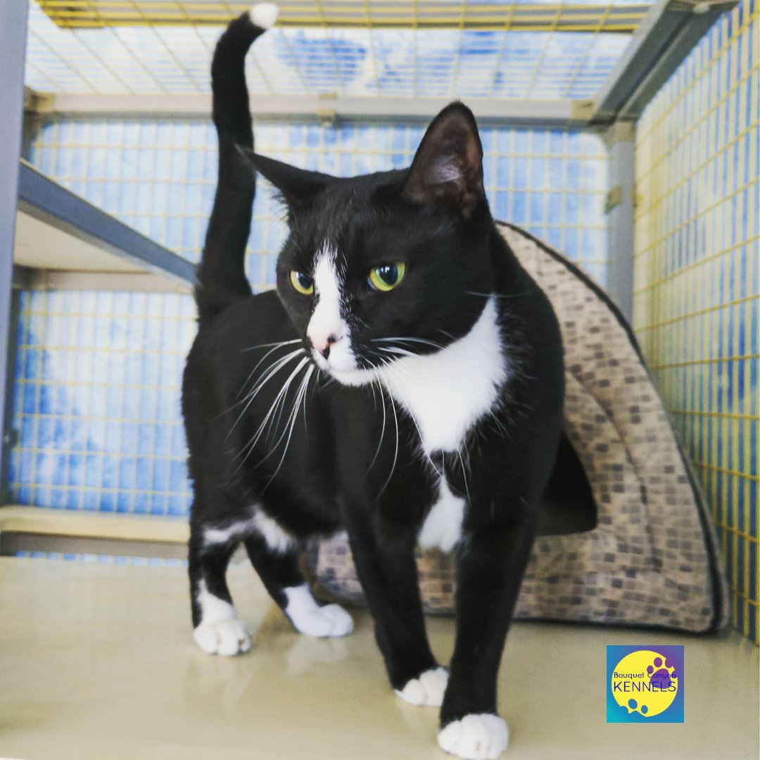 Strutting into the weekend like a boss! This dapper kitty knows how to kick off a #FridayFunday. Who's ready for some purr-fect relaxation? 😸✨ #Fridayvibes #weekendready #weekendvibes #BCK #Bouquetcanyonkennels