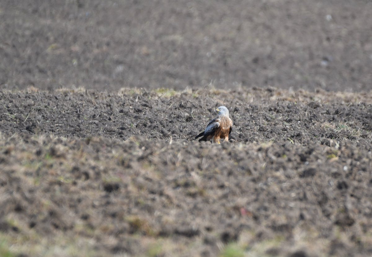 2 weeks ago this land at Park Lodge Farm Harefield, owned by @Hillingdon council, was prime breeding habitat for Skylarks, Whitethroats etc. Now, with breeding season underway, a lone scavenger looks forlornly across a desert. Why please someone??? @keswickkestrel @Colne_Valley
