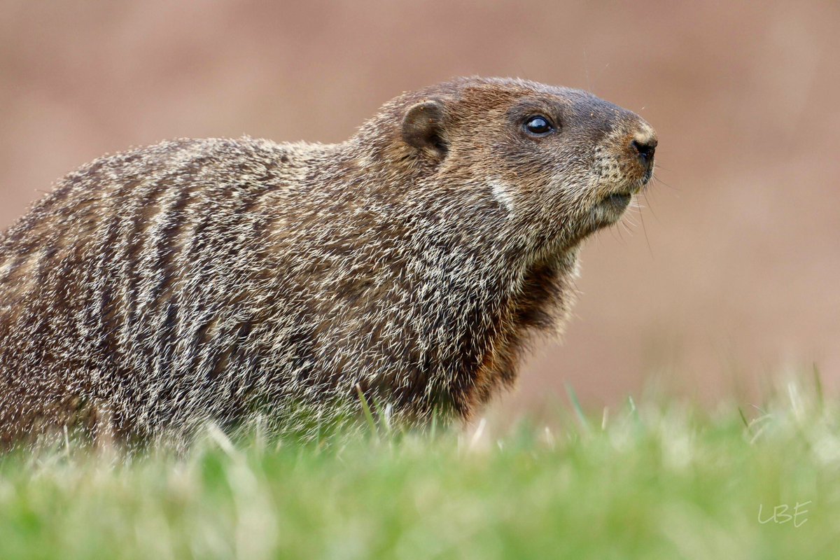 Anyone else looking forward to the weekend? Happy Friday! #WildlifePhotography #TeamCanon #woodchuck #groundhog #marmot #AdorableAnimals #NatureLovers