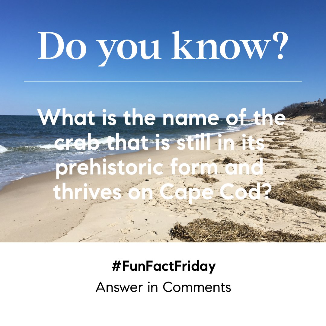 🌊🦀 #FunFactFriday 🦀🌊

...and the answer is:

HORSESHOE CRABS!!!

Did you know that horseshoe crabs, still in their prehistoric form, thrive on Cape Cod?