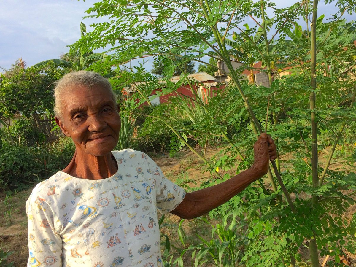 It's Arbor Day! 🌱 DONATE TODAY to plant moringa trees & equip families worldwide with the knowledge of how to improve their health & lift themselves out of poverty! strongharvest.org/donate #ArborDay #ArborDay2024 #MoringaIsLife #StrongHarvest #MakeADifference #SustainableFuture