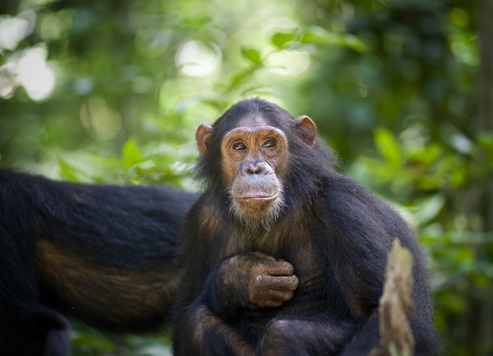 #AMD technologies identified pathogens with the potential to cause debilitating diarrhea in wild chimpanzees and gorillas. The highly contagious pathogens, usually found in humans, could have catastrophic impacts to endangered ape populations in the wild: bit.ly/3TBJ57Q