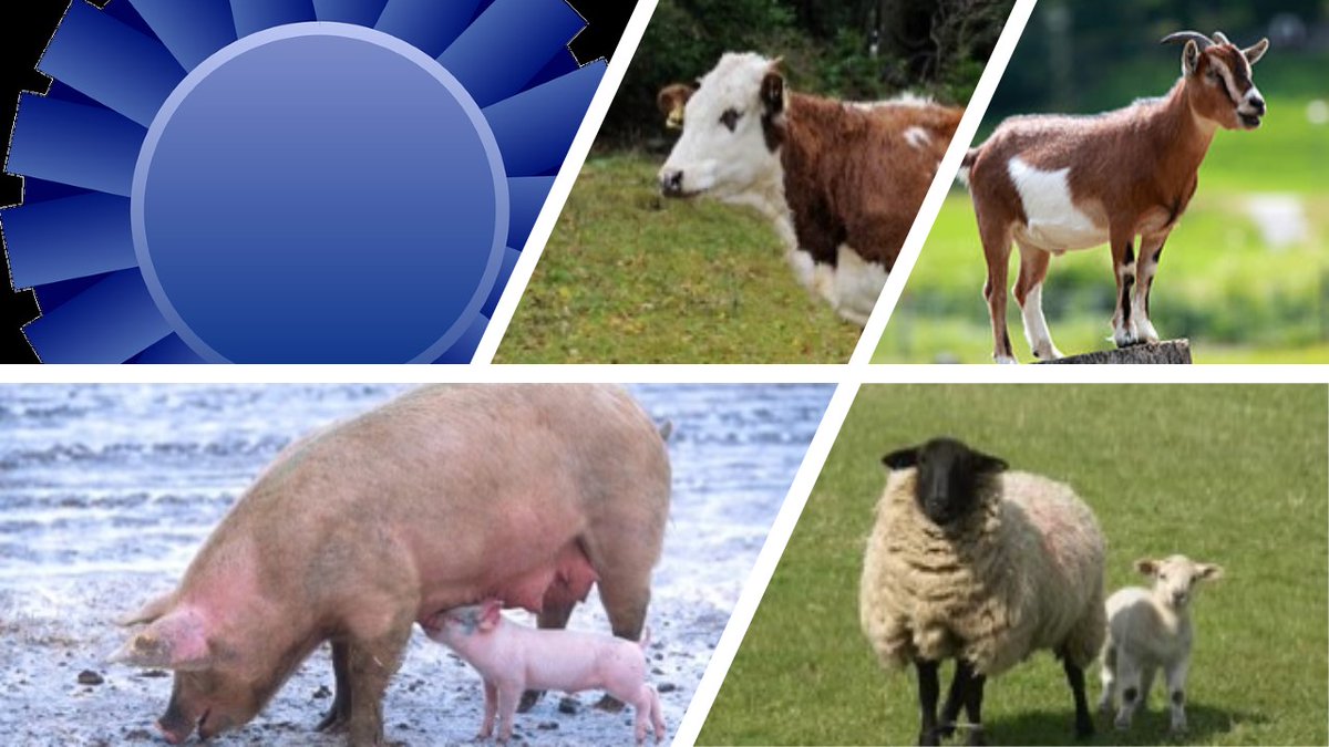 Are you involved in the organisation of agricultural events/shows? Yes, then please register for one of Defra’s ‘Plan, Prevent and Protect’ webinars. For further information and to register for a webinar go to – orlo.uk/3a36H