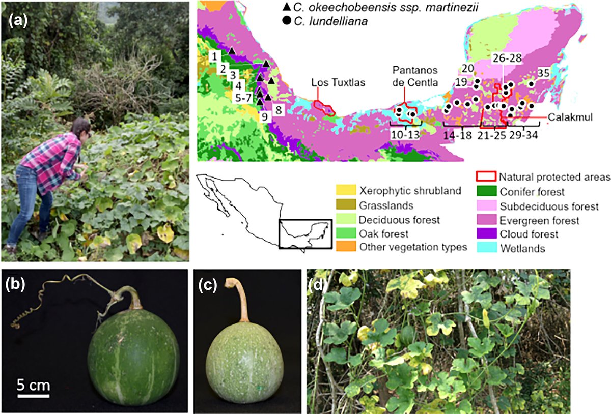 High levels of genetic variation and differentiation in wild tropical gourds provide a novel resource for #cucurbit crop improvement Gabriela Castellanos-Morales and Xitlali Aguirre-Dugua, et al. 📖 ow.ly/6RiI50Rme6p @wileyplantsci @wileyfoodsci