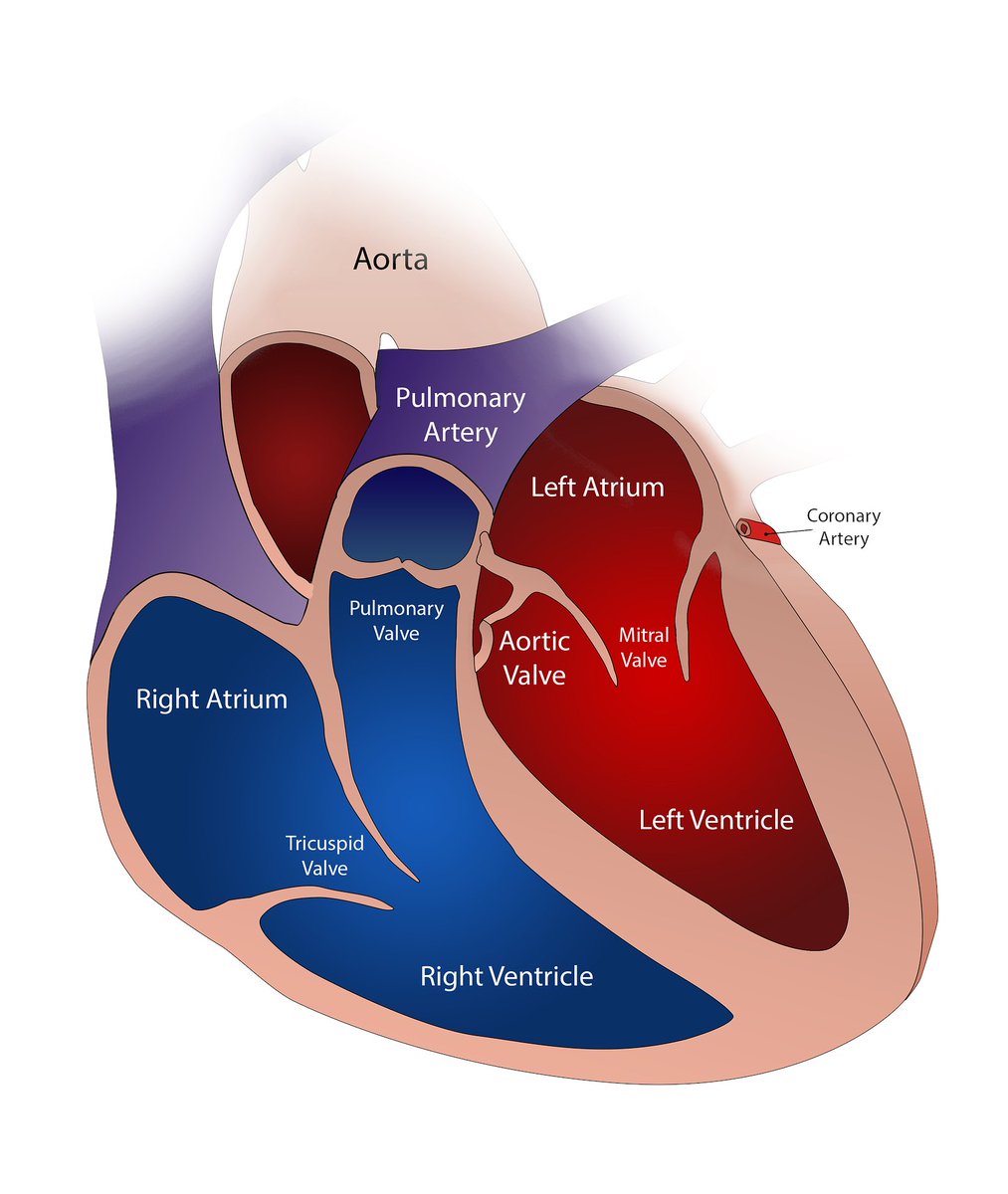 A retrospective study suggests some degree of symptom persistence is common after valve replacement for severe aortic stenosis. jwat.ch/44dlvTR

#CardioTwitter #AorticStenosis