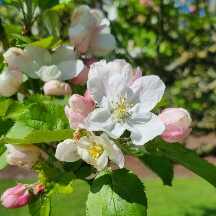 Always fashionably late to the #blossomwatch party, have some beautiful apple blossom blooms from the Seaton Delaval Hall orchard in coastal South East Northumberland.