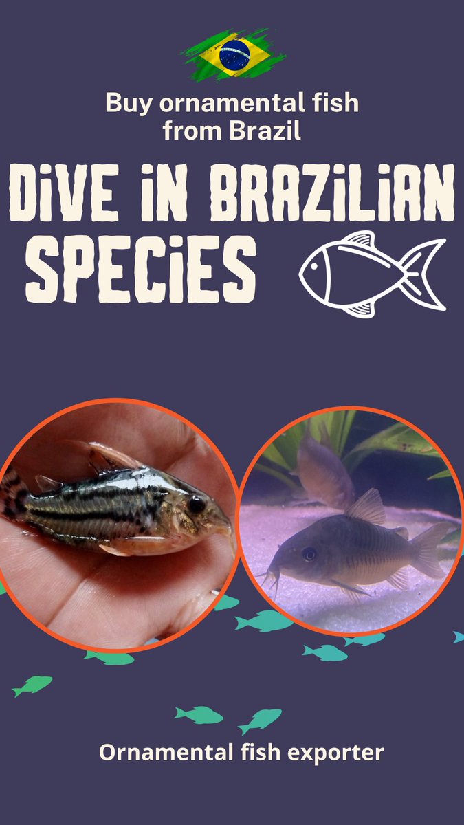 Brazilian ornamental freshwater fish exporter