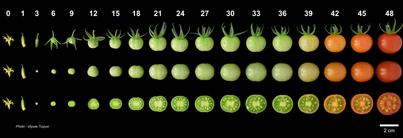 📢 #jobopening #plantsci #Bordeaux 
Our #FDFE team @INRAE_BFP is recruiting a engineer in molecular biology / genomics (2 years contract) to work on the regulation of gene expression during tomato fruit development 🌱🍅🧬🔬

More info here 👇
jobs.inrae.fr/en/ot-21925