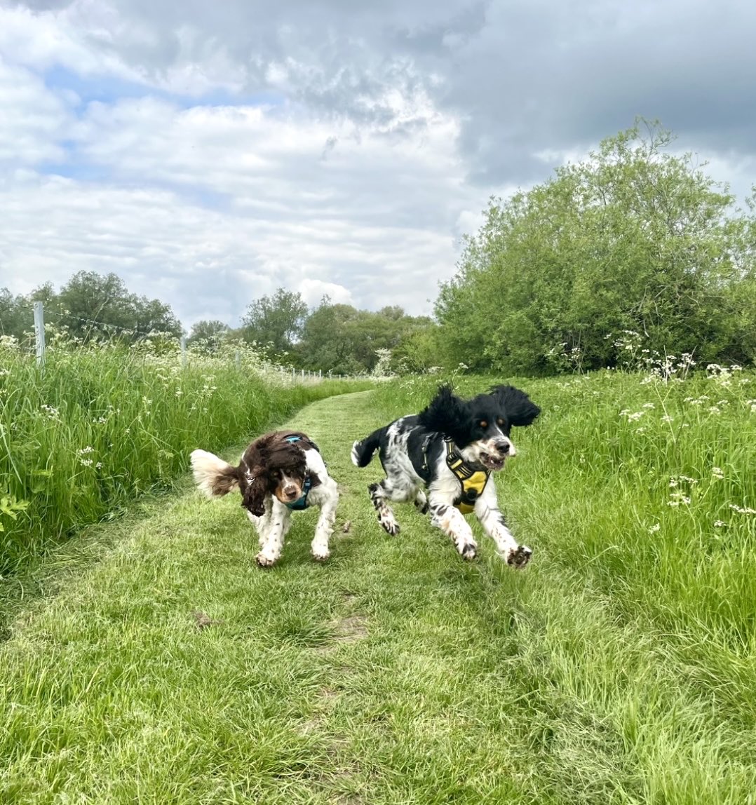Spaniels in action! 😂