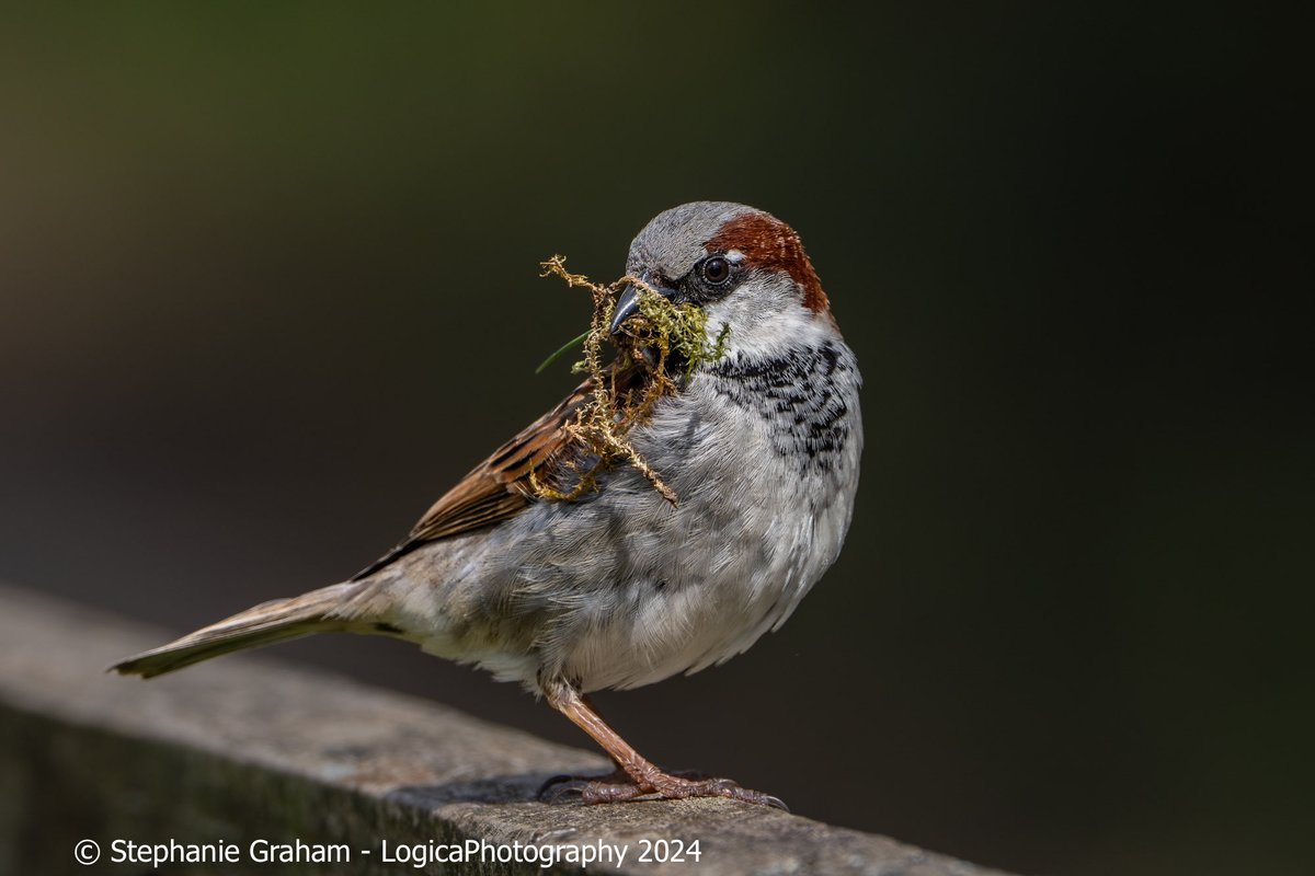 Male House Sparrow with nesting material #TwitterNatureCommunity #TwitterNaturePhotography #Nature #Birdphoto