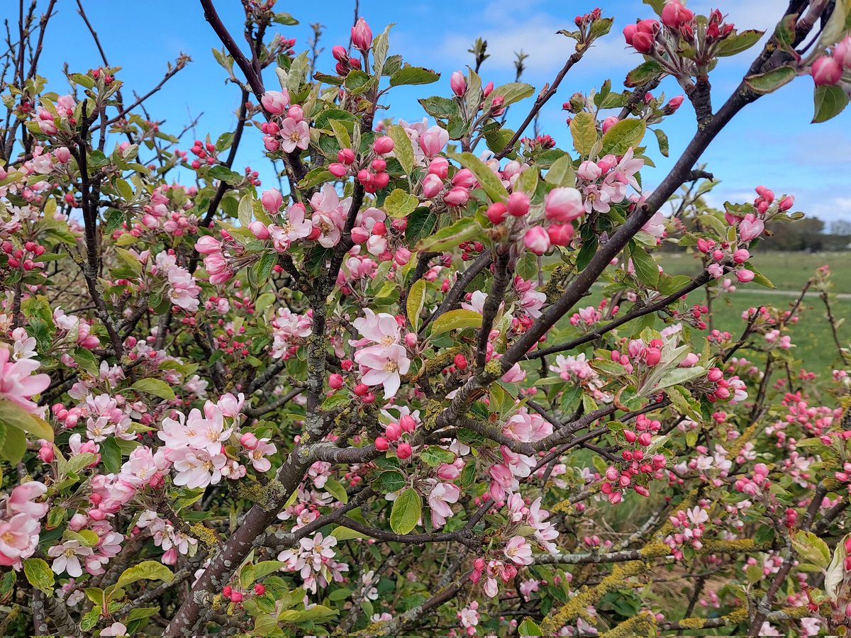 Wild appeltje🍎 #Ameland #WeggegooidAppeltje #eilandleven #bloesem #lente #bijen #Kleurrijk