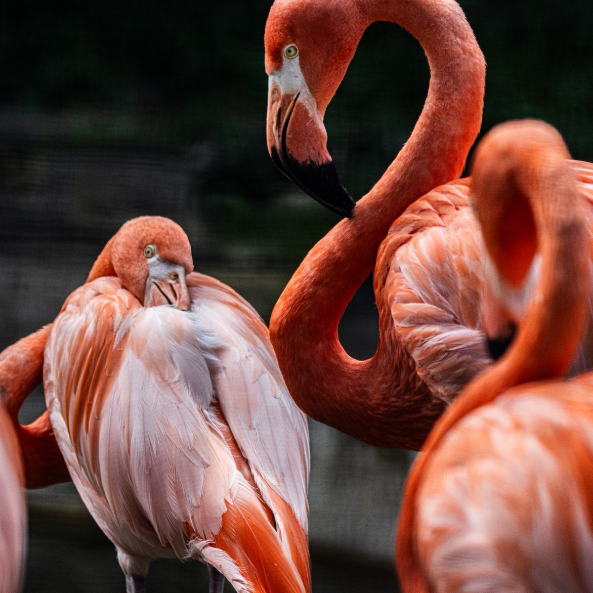 Sending feathers and flamboyance your way as we honour this majestic flock on #InternationalFlamingoDay 💖🦩 From their vibrant hues to graceful moves, these fabulous birds always bring a touch of tropical charm. Be sure to see them in your Zoo's Mayan Temple region 💖