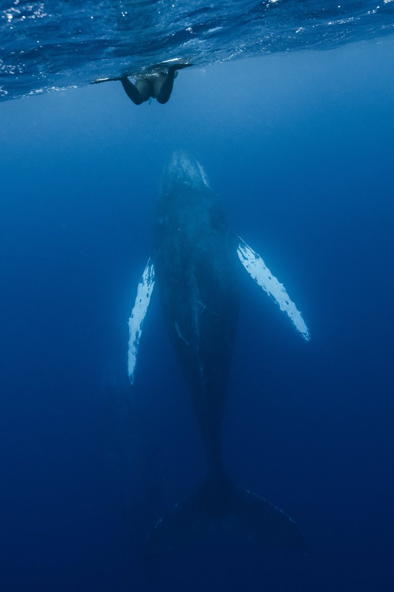 人と並ぶとザトウクジラの大きさは一目瞭然 圧倒的な存在感に畏怖の念を抱く。