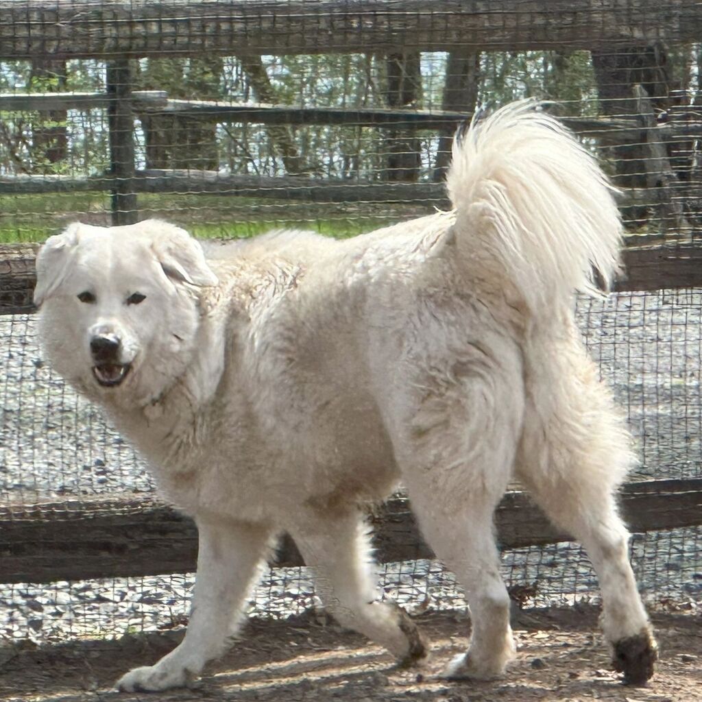 Meet Wyllys, our hardworking Maremma! Remember, working dogs mean business - no petting while on duty. Discover more about working dogs on our blog at ift.tt/9NDdiKA #WorkingDogs #RespectTheTask #FunFarmFactFriday! 🐾🚜 instagr.am/p/C6OcDbStU-h/