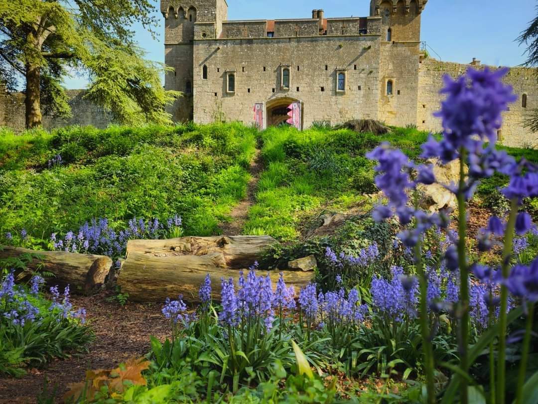 Always a favourite of mine, taken at Caldicot Castle In #Monmouthshire 😃 @visit_mon @Ruth_ITV @DerekTheWeather @S4Ctywydd @MonCountryside @WalesOnline @visitwales @BBCWales @BBCTheOneShow #wales #bluebells