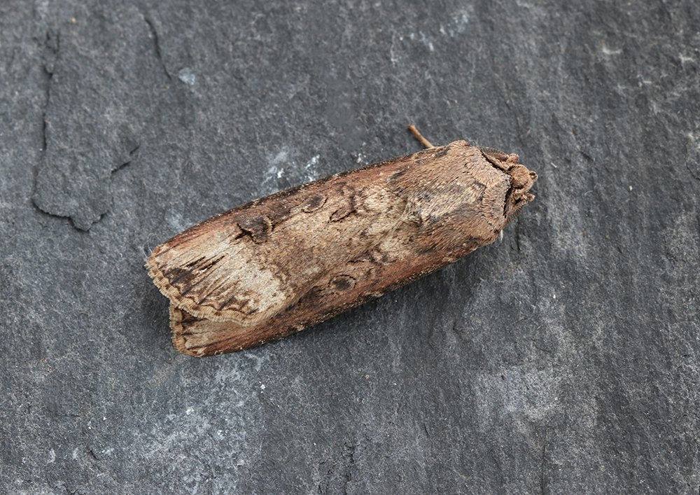 Dark Sword-grass (Agrotis ipsilon), to light on evening of 25/4. The total for this species now stands at 222 for the year. St Mellion, Cornwall (VC2).