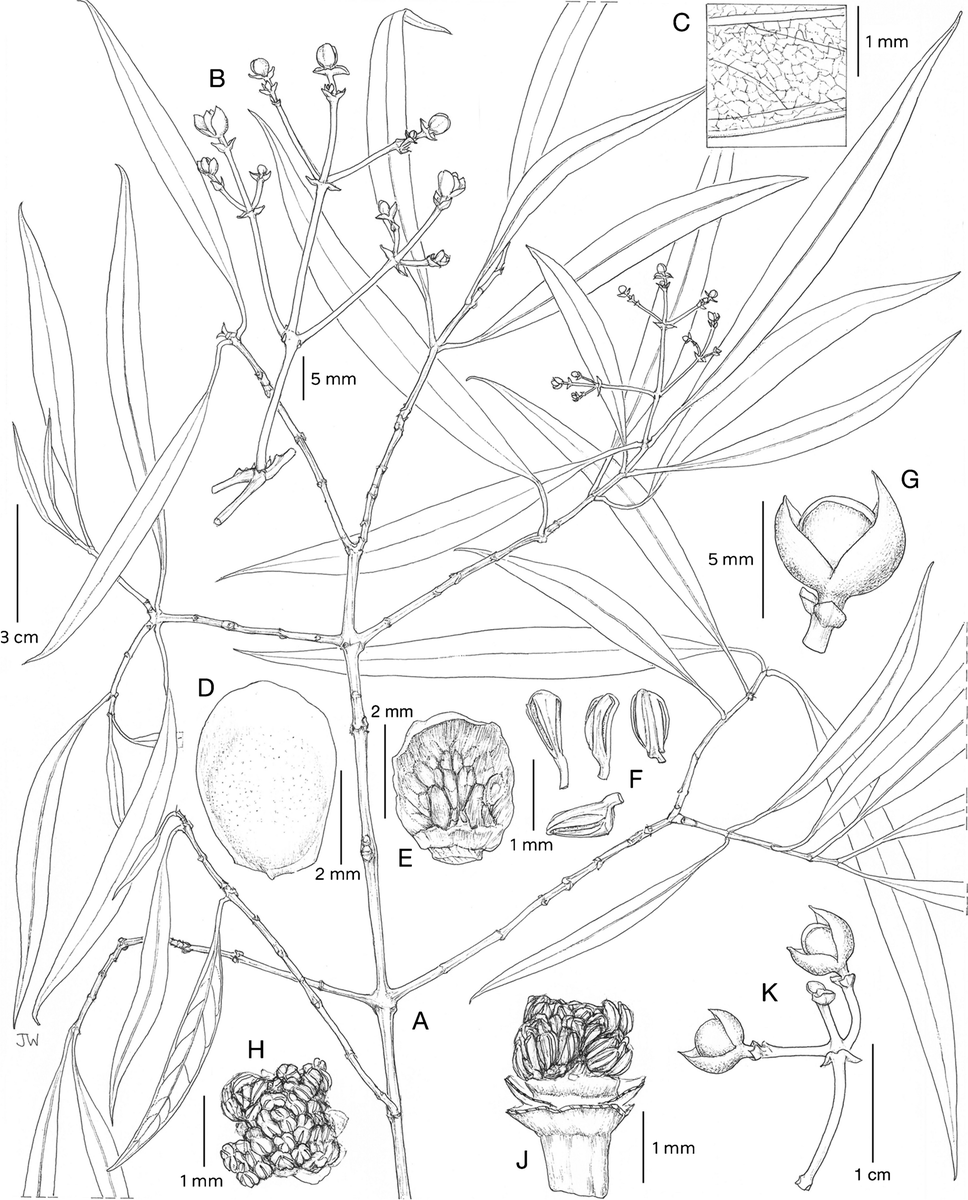 And to end off the week with a bang: another new species! Clusia salicifolia got its name by having leaves similar to a #Salix tree (#willow) and is native to #CostaRica and #Panama 🇨🇷🇵🇦Check it out #OpenAccess @KewBulletin doi.org/10.1007/s12225… @KewAmericas @manuelujan