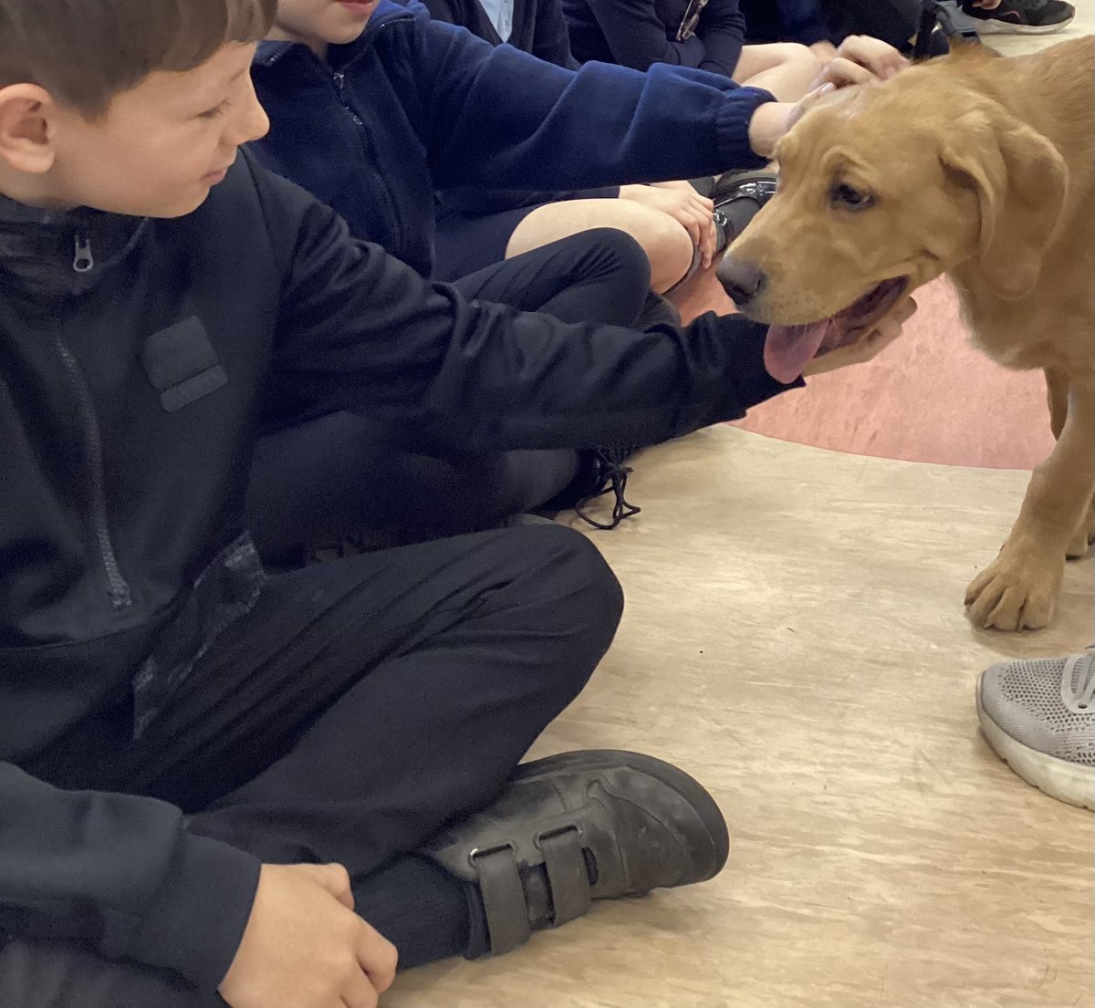 As a reward, Year 4/5 got to spend some time with Odie, our school dog. <a href="/WildBankPrimary/">Wild Bank Primary School 💙</a> <a href="/TrustVictorious/">Victorious Academies Trust</a>