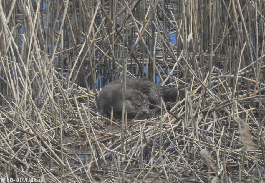 Otter (Lutra lutra) resting in the reedbed at lake Cerknica some days ago. Not an everyday sight here. In fact it's only the 2nd time I see it in #Slovenia! Although present at the lake, it's elusive and mostly active by night. #lutra #otter #wildslovenia @NotranjskiPark