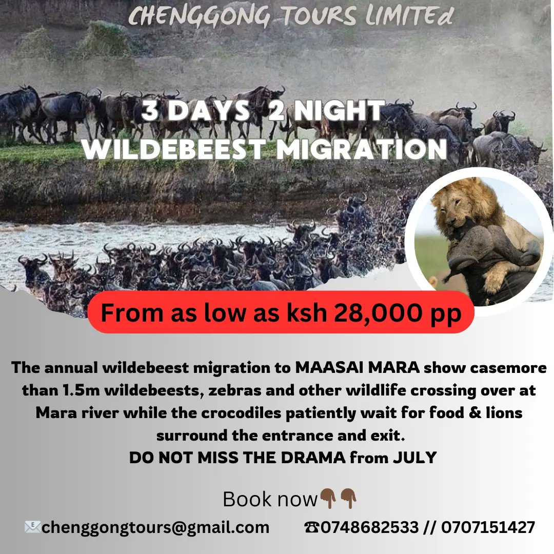 Are you ready for this upcoming big game drive adventure the WILD BEEST MIGRATION EXPERIENCE from July???
📧chenggongtours@gmail.com
☎0748682533 
☎ 0707151427
#safarivacation #WildlifeAdventure #nature#bushholidaypackages#followback#wildebeestmigration#maasaimara