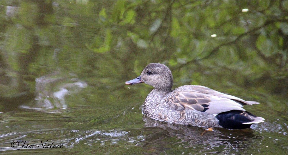 Gadwall on the local lake. Such exquisitely detailed ducks.