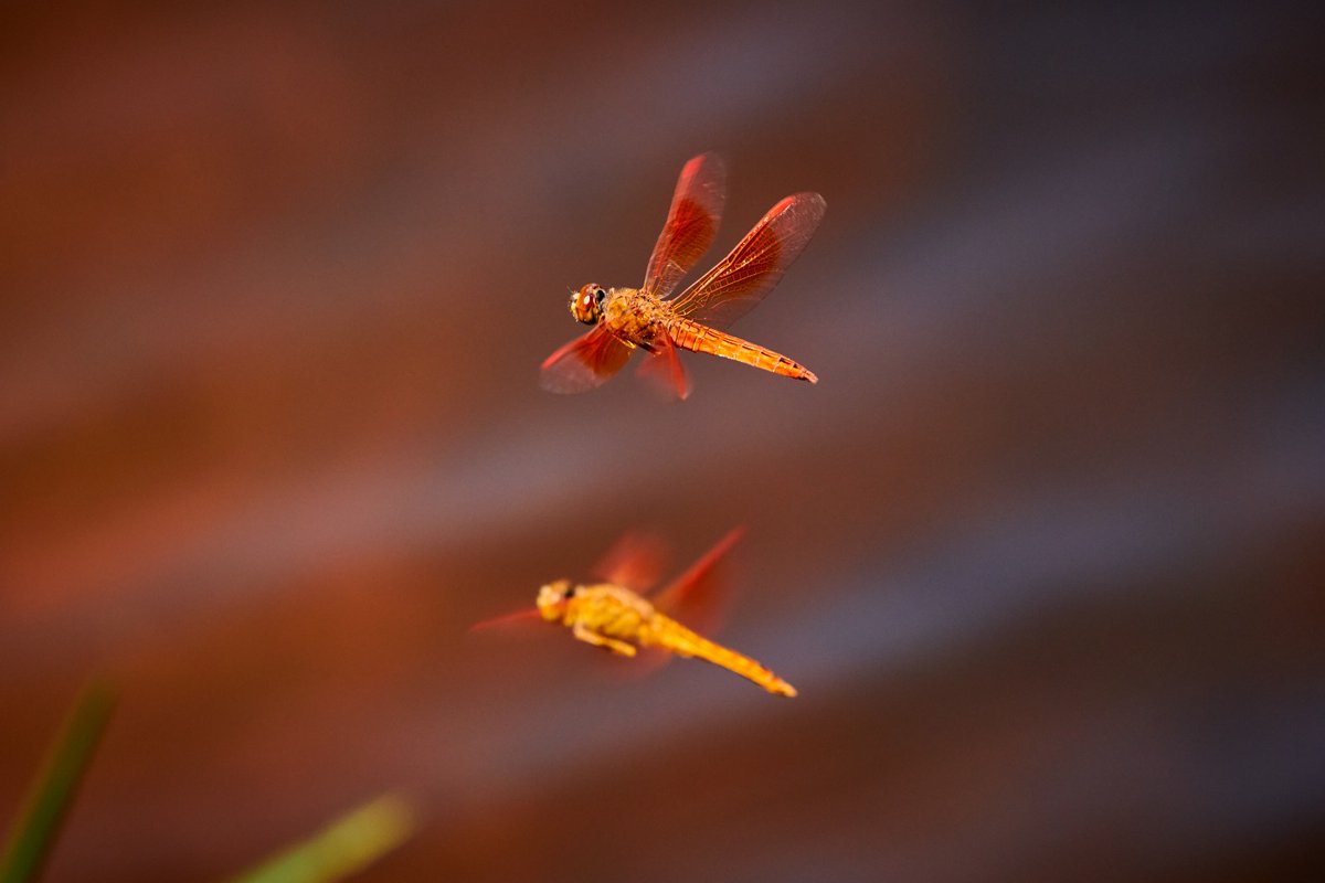 Brachythemis contaminata | Lake Kondangi | India . . #macro #natgeo #Brachythemiscontaminata #dragaonfly #entomology #ForestKingdom #bbcwildlifemagazine #insectsofasia #indianinsects #asianinsects #Bownaankamal #explorewildlife #celebrateindia #dragonflies #indianwildlife #nikon…