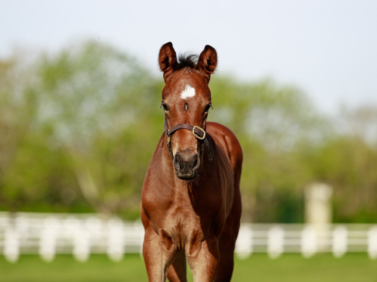 🎉 It's #FoalFriday! 🎉

This filly is by #SeaTheStars' 6x Gr.1 winning son Baaeed.

Her dam #RajaAmpat (purchased @Goffs1866 last year) is a winning sister to 3 Stakes winners, out of Champion 2YO Six Perfections. It's the illustrious Niarchos family of the great Miesque.