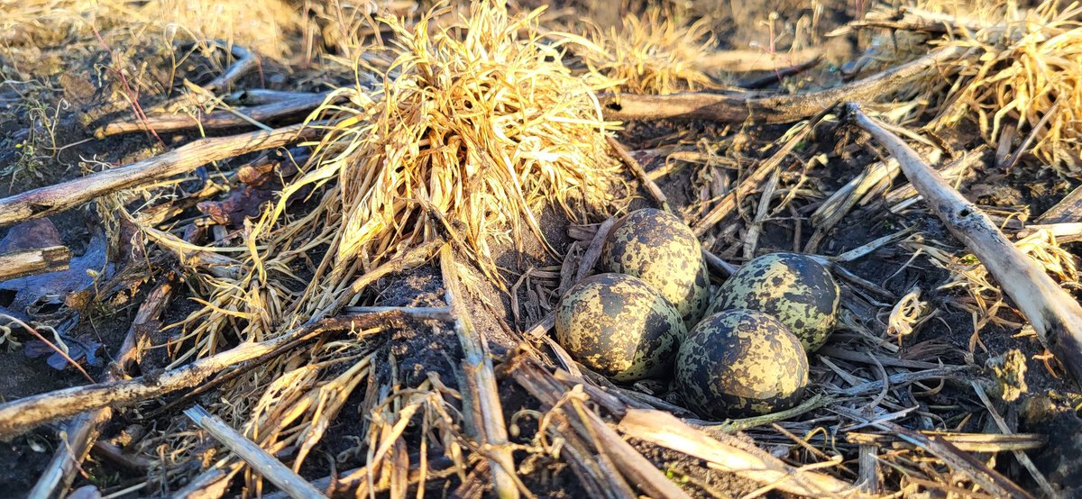 Tjeerd Langhout tweet media