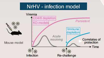 ScheelLab (@scheellab) on Twitter photo Curious about how hepatitis C related viruses can be used as models for immune responses and pathology? Check out our quick read <a href="/JHepatology/">Journal of Hepatology</a> snapshot review on mice, rats, horses and monkeys! By <a href="/MatthewKBio/">Matthew Kennedy</a> <a href="/SonjaFernbach/">Sonja Fernbach</a> #HCV #hepacivirus #animalmodel
authors.elsevier.com/a/1i%7EFxcOnAQ… Curious about how hepatitis C related viruses can be used as models for immune responses and pathology? Check out our quick read <a href="/JHepatology/">Journal of Hepatology</a> snapshot review on mice, rats, horses and monkeys! By <a href="/MatthewKBio/">Matthew Kennedy</a> <a href="/SonjaFernbach/">Sonja Fernbach</a> #HCV #hepacivirus #animalmodel
authors.elsevier.com/a/1i%7EFxcOnAQ…