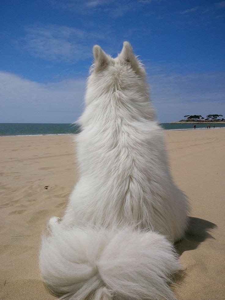 samoyeds,