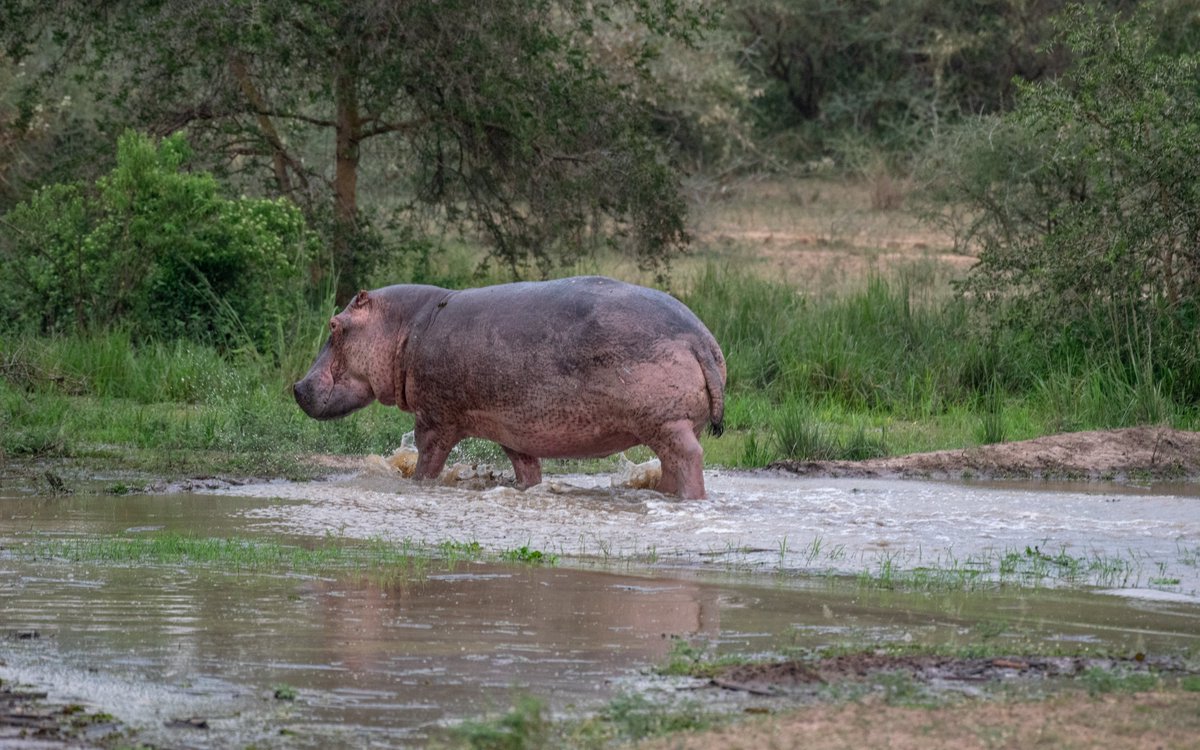 Experience the thrill of the wild upclose i persin in the heart of semuliki national park. Book your adventure now and create memories that will last a lifetime. 
☎️0754944397 | ✉️bookings@agasarosafaris.com
#SafariAdventure #POATE24 #ExploreUganda
📷uwa