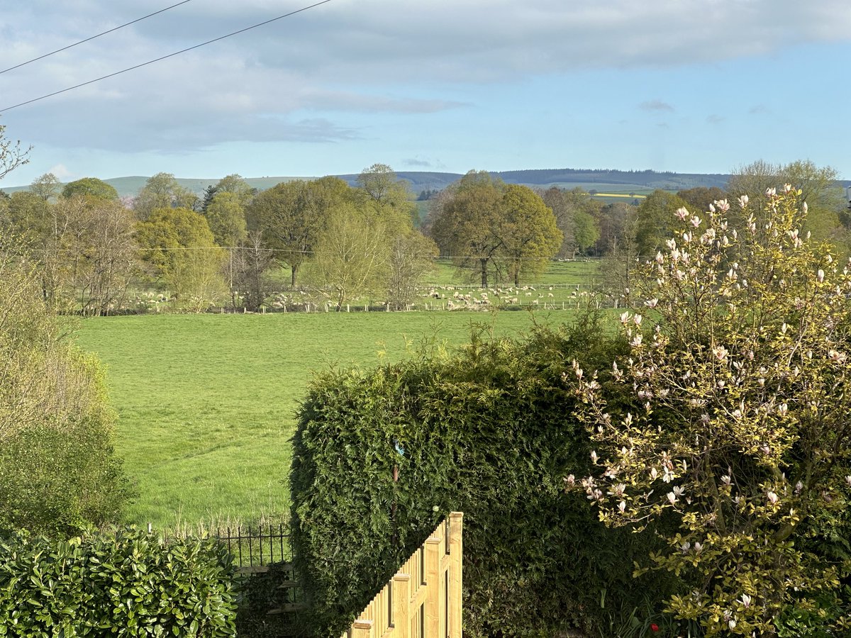 Here is the weather for posh Shropshire. And there are some sheep grazing in the fields. I wonder if they know what will happen to them? 🤔😀