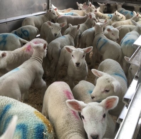 Don’t forget the importance of robust biosecurity measures if you’re welcoming people onto your farm during lambing.
Make certain every visitor disinfects their footwear when entering and exiting your farm.
#Lambing2024