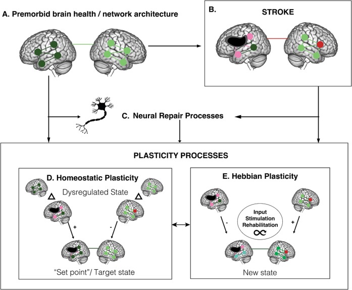 Disentangling neuroplasticity mechanisms in post-stroke language recovery New research from Brain and Language > spkl.io/60174Fbgh