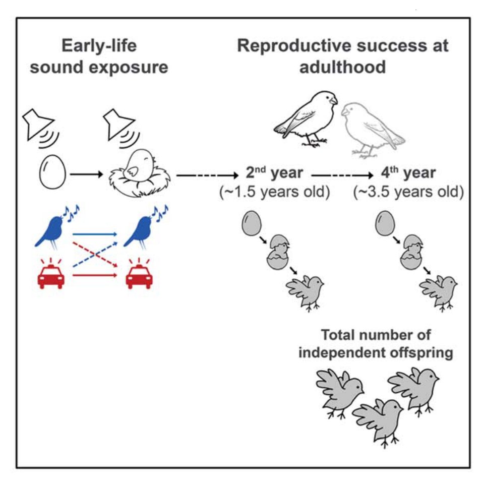 Our new study in @ScienceMagazine by Meillere et al: Traffic noise directly interferes with development and causes life-long fitness reduction. Prenatal sounds have much greater impact on development than previously thought @Deakin @ebdonana science.org/doi/10.1126/sc…