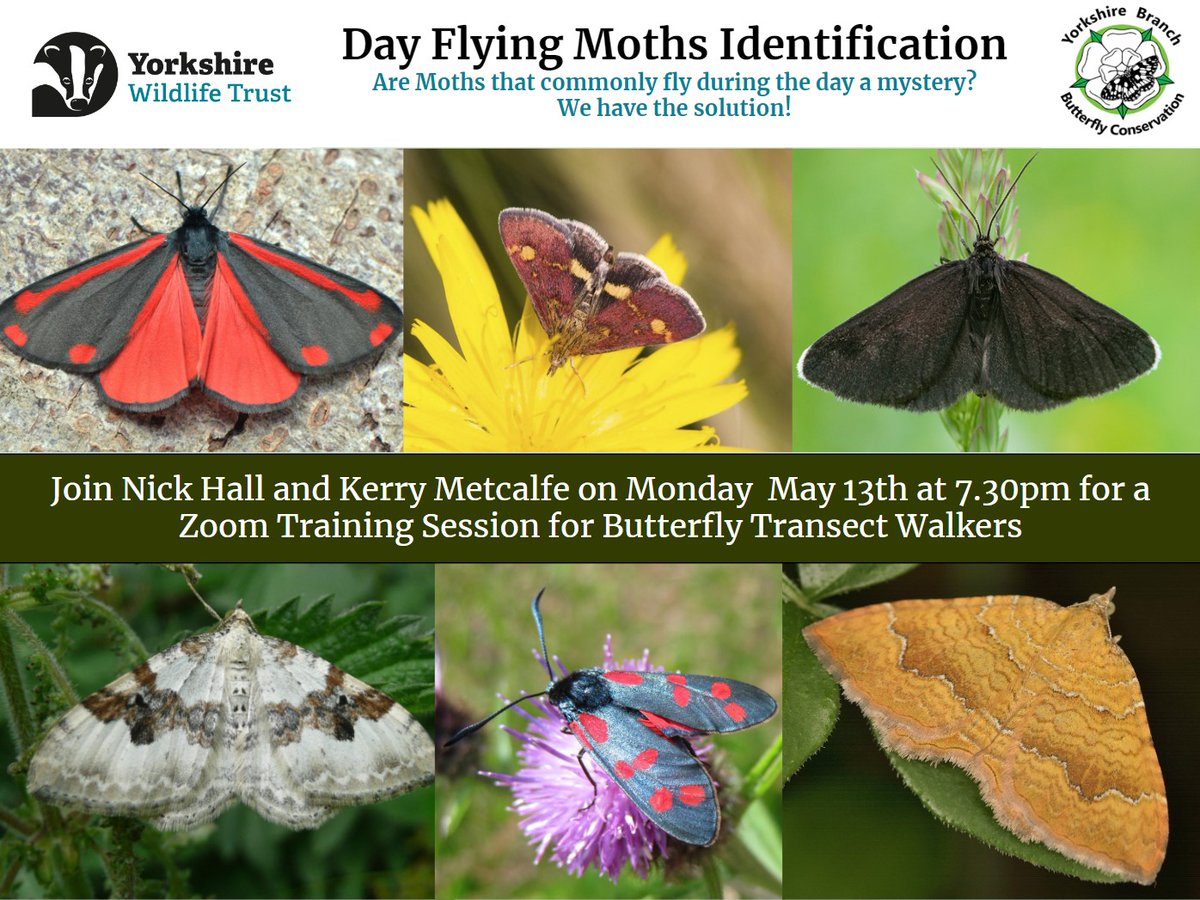 Our well attended Butterfly course last week is followed by a Day Flying Moth Identification zoom on 13th May 7.30pm Aimed at butterfly surveyors not currently recording moths we target the common species you will encounter and tips for ID. Message if you havent had a invite yet