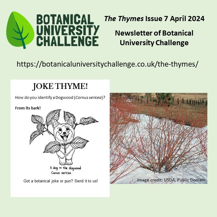 The Thymes, newsletter of Botanical University Challenge now regularly includes a botanical #joke. Thanks to @John_in_Aber & Yi Zhao (drawing). Any ideas of botanical jokes for future issues? botanicaluniversitychallenge.co.uk/the-thymes/